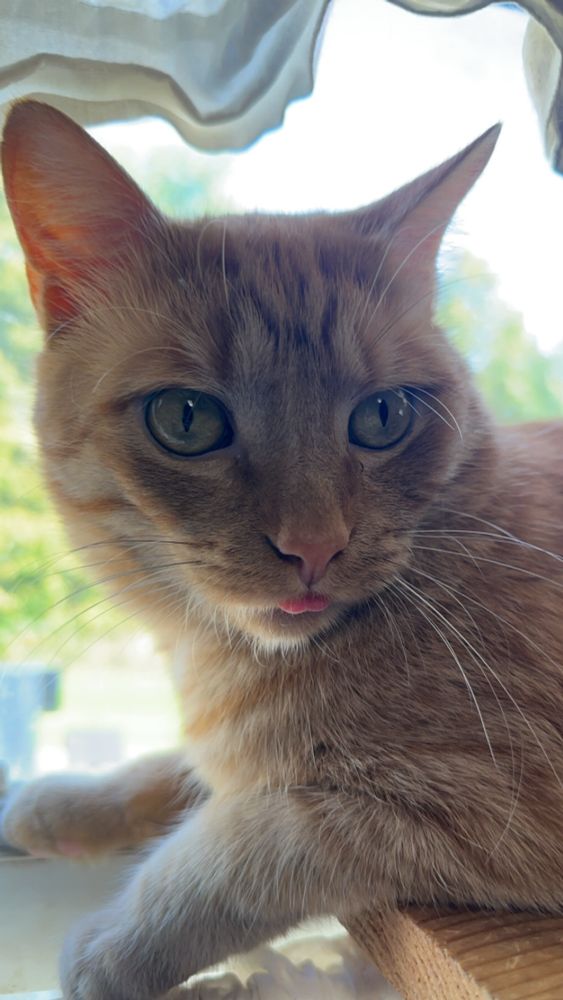 Orange cat in front of a window with its tongue sticking out just a tiny bit
