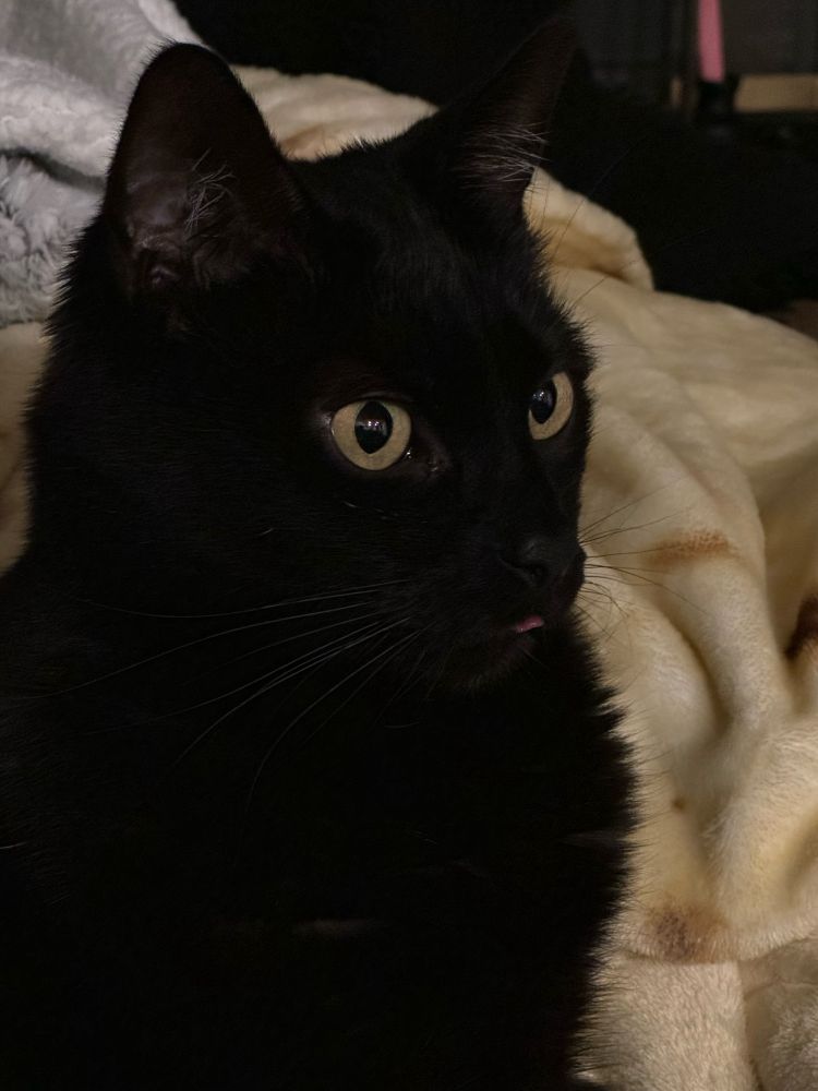black cat with eyes wide open. his name is Winston and he is laying on a tortilla blanket. his tongue is barely poking out. a blep.