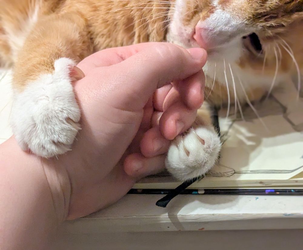 Orange cat clawing at my hand, about to bite
