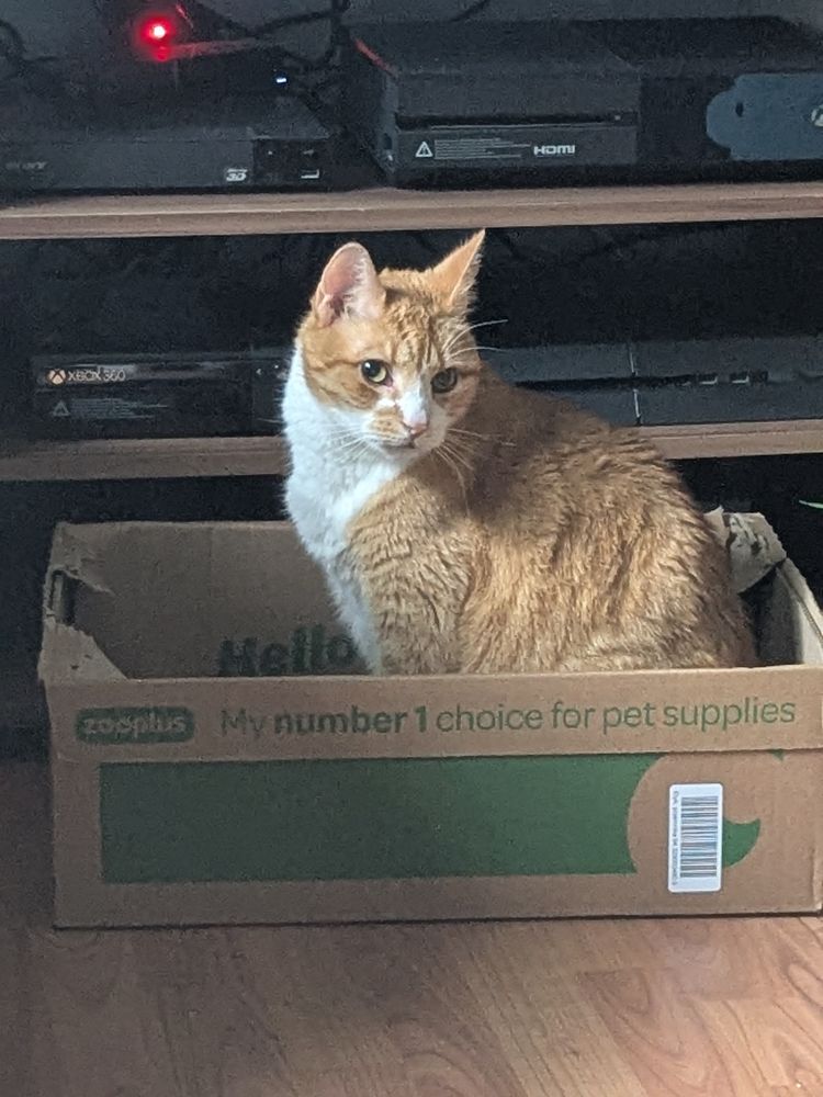 Orange kitty sitting in a box giving us side eyes 