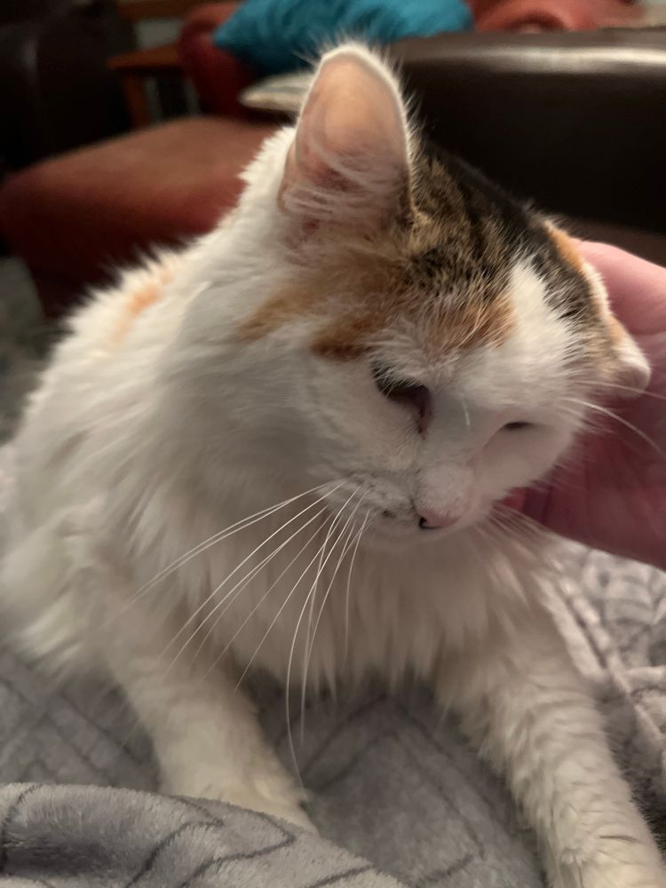 An image of a calico cat getting petted on her head while sitting in a living room. 