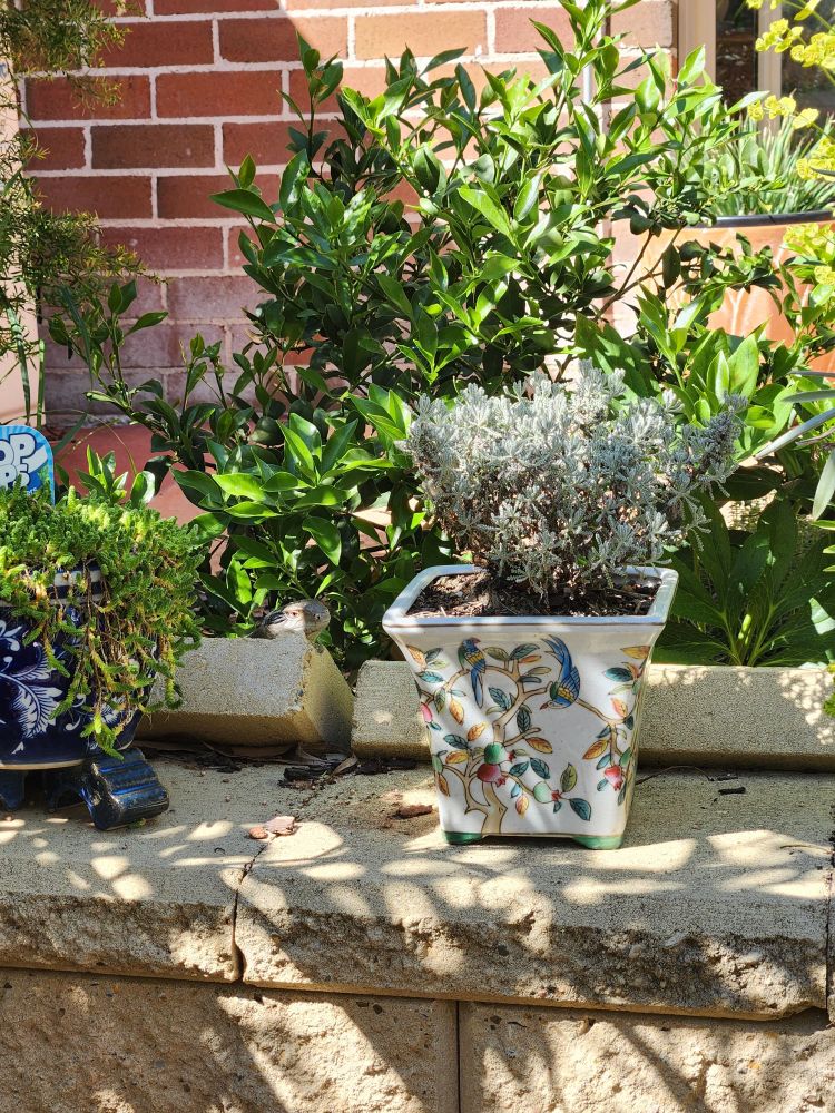 Picture of my garden and a blue tongue skink is watching me