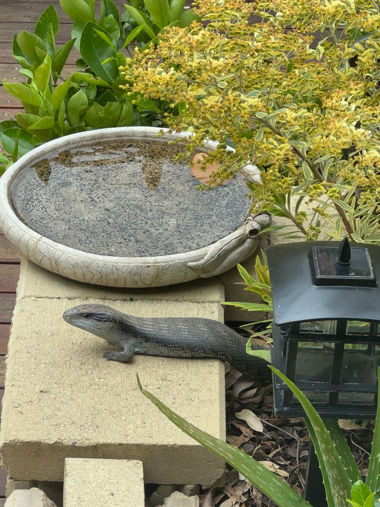 Blue tongue skink sunbathing on my backyard retaining wall 
