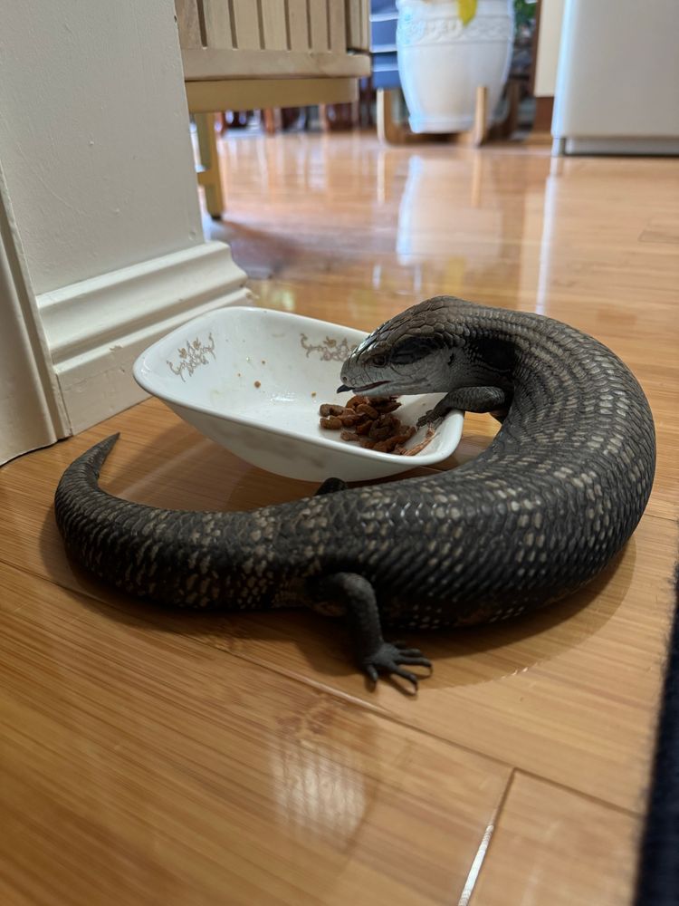 Blue tongue skink eating cat food 