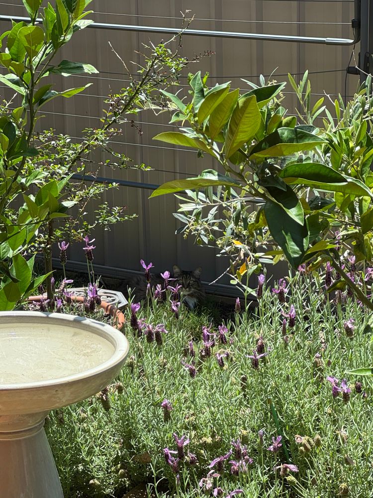 My cat Momo resting in my garden