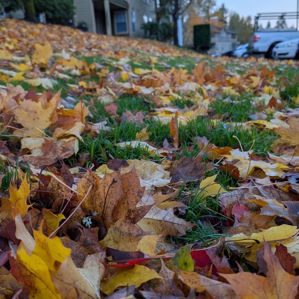 Autumn leaves covering the grass.