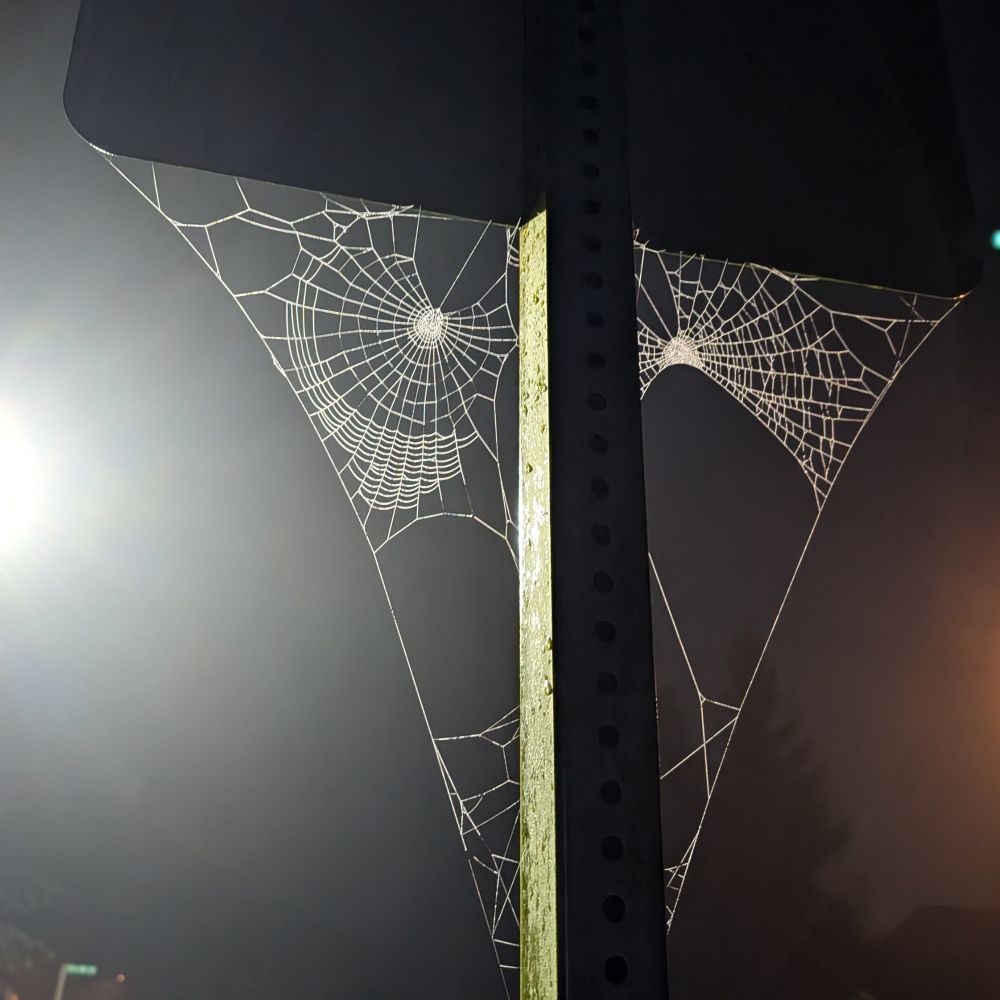 Spiderwebs on a sign.