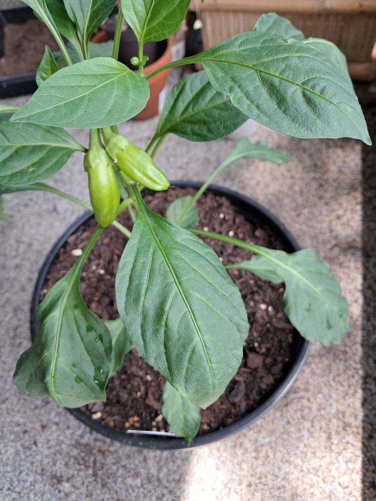 Banana pepper plant with two tiny peppers. Please clap 😌
