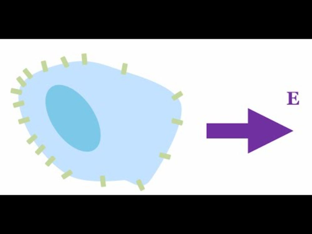 Brian Camley: The physics of protein diffusion controls how cells respond to electric fields