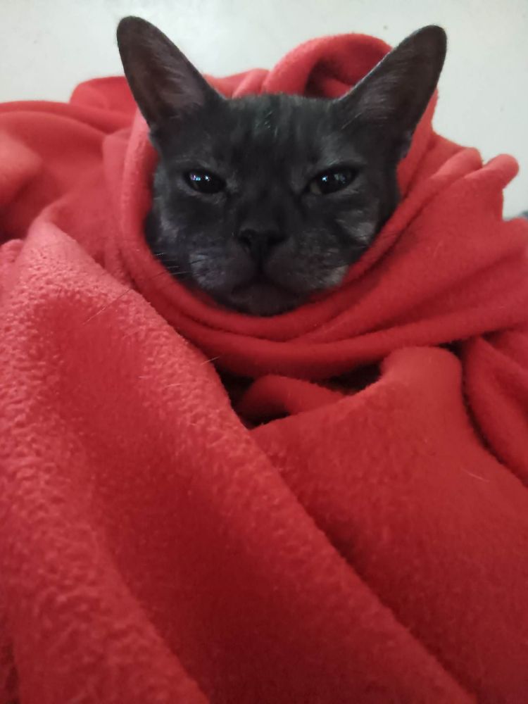 Nova in a red blanket

Nova is my beautiful smoky persian cat who has a grumpy face but is an actual love bug.
