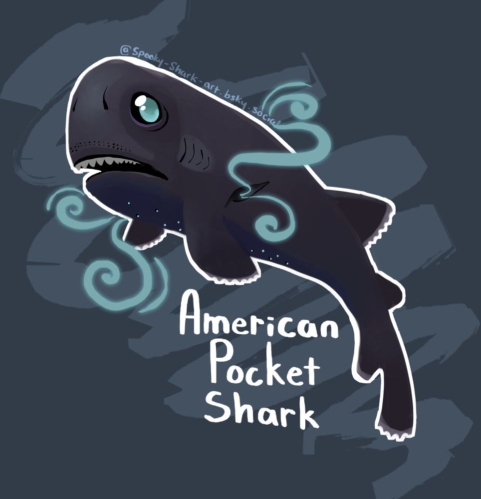 a teeny-weenie american pocket shark