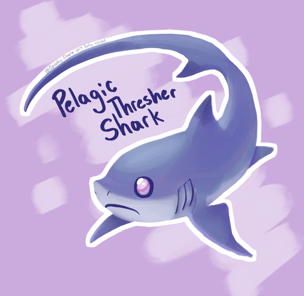 A pastel cotton candy pelagic thresher shark