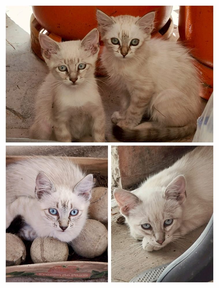 Fotos de cada uno de los gatos pequeños. Son de un color blanquecino/grisáceo y marrón muy claro con algunas rayitas grises y la cola larga y con un patrón degradado rayado que va desde el gris claro al negro. Todos tienen los ojitos azul claro.
No estoy seguro pero creo que son mezcla de siamés con algo más.
Son al menos dos machos y una hembra; el 4º no estoy seguro. Tienen aproximadamente entre 1-2 meses.