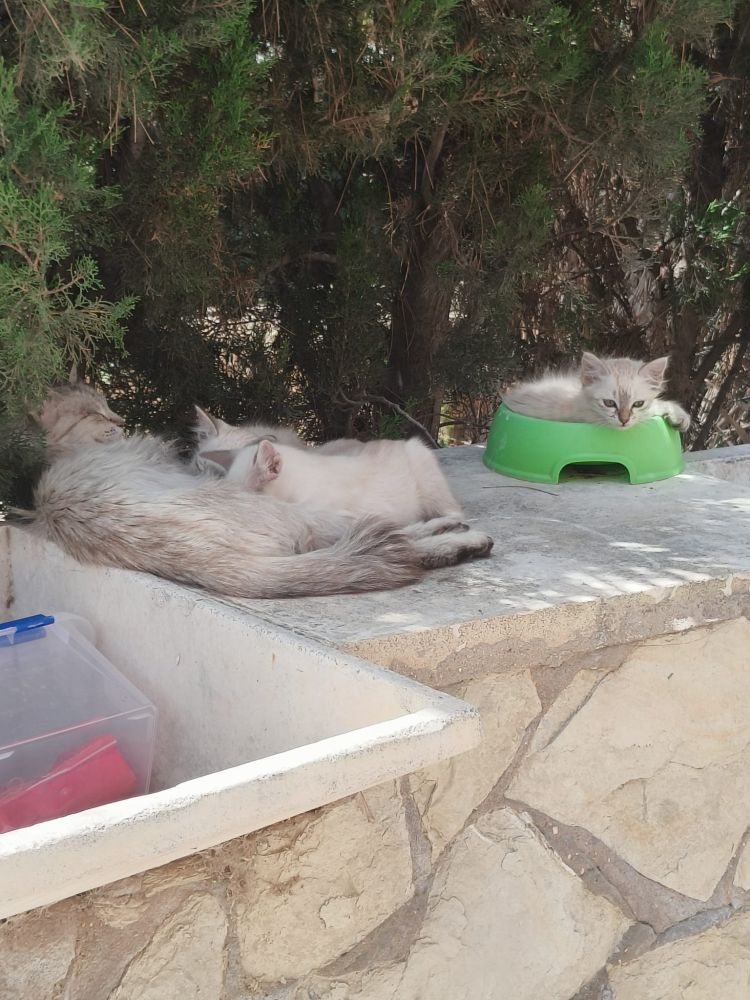 La madre y 3 d ellos gatetes tumbados sobre un poyete de pierda. Dos están amamantándose y otro, muy adorable, se ha tumbado sobre un cuenco vacío.