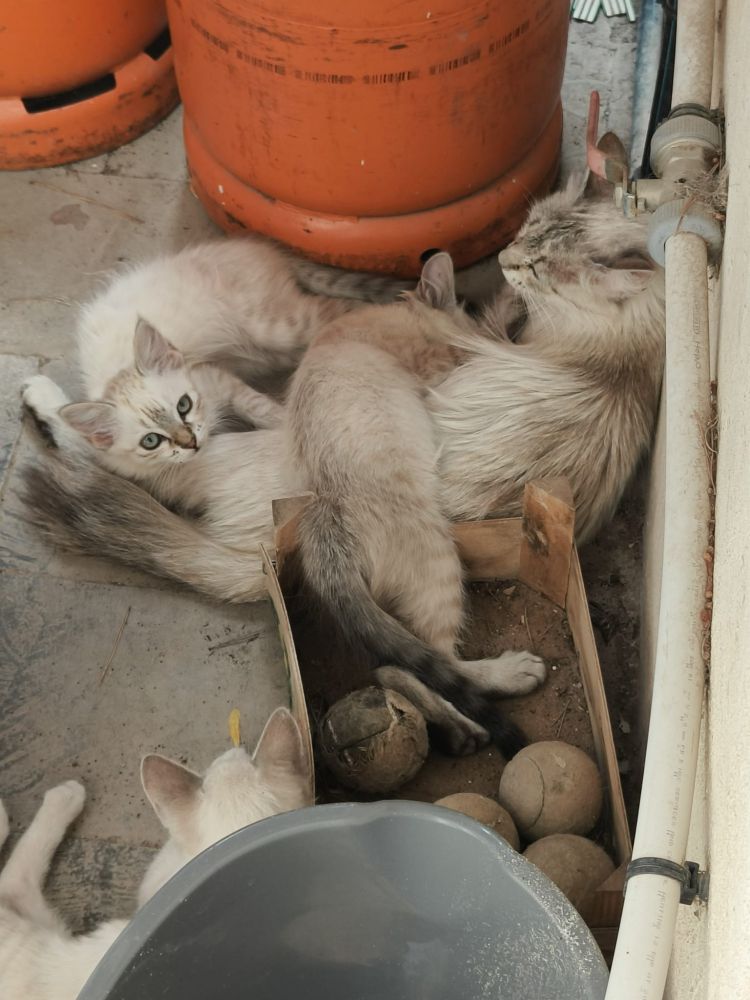 Algunos de los gatetes tumbados en una esquina entre trastos en el campo.