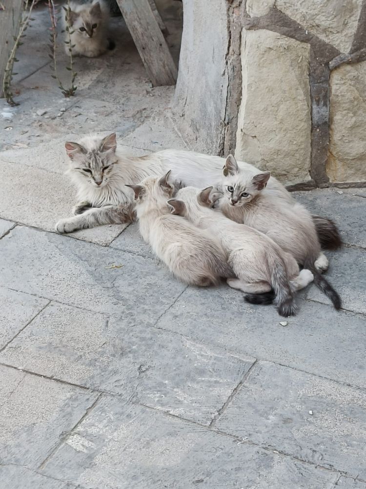 Una gata con sus 4 gatetes tumbados en el suelo en el campo. Tres de los peques están amamantándose junto a la madre y otro, más tímido, está más atrás debajo de un mueble de madera.