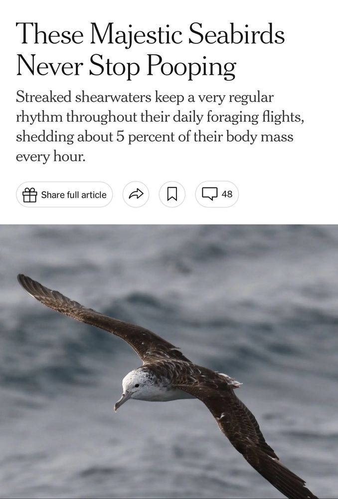 These Majestic Seabirds Never Stop Pooping Streaked shearwaters keep a very regular rhythm throughout their daily foraging flights, shedding about 5 percent of their body mass every hour.