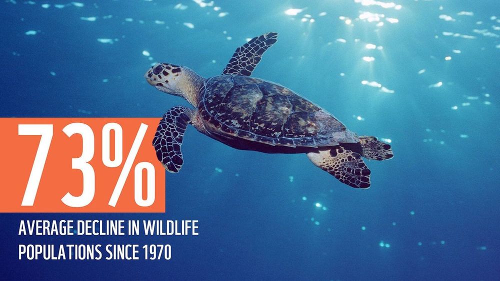 Sea turtle swimming in blue water. Quote: 73% average decline in wildlife populations since 1970 