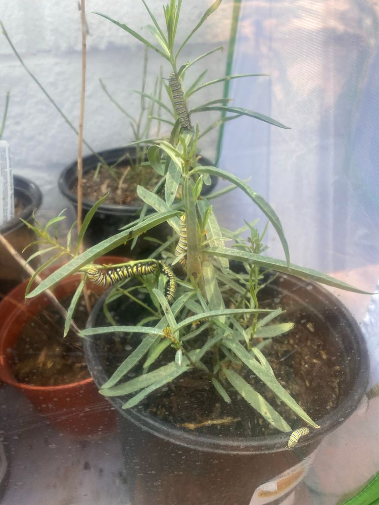 Several monarch caterpillars on a milkweed plant