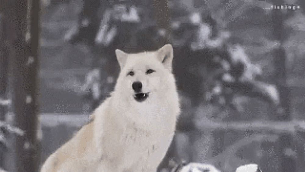 Awoo Heavy Weights GIF