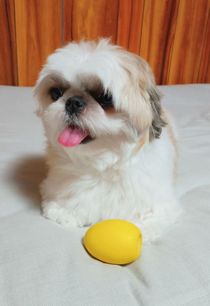 犬、シーズー