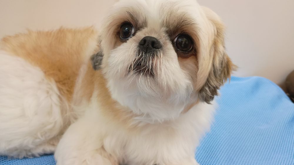 犬、シーズー