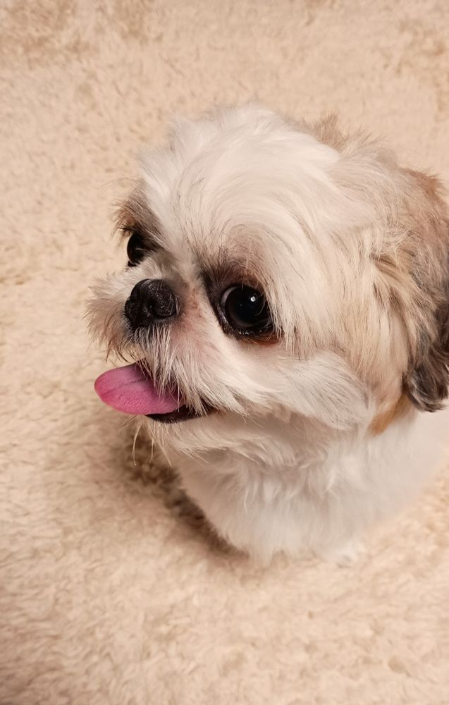犬、シーズー