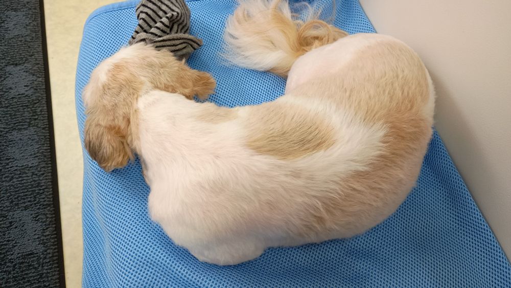 犬、シーズー