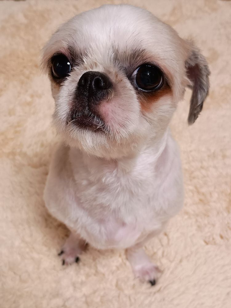 犬、シーズー