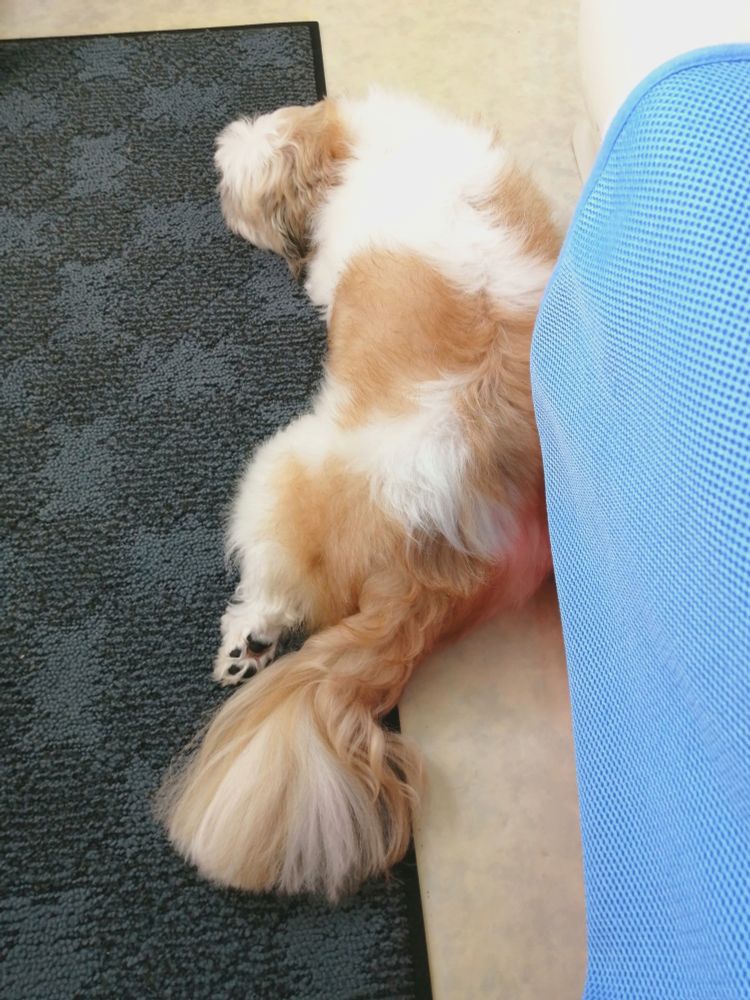犬、シーズー