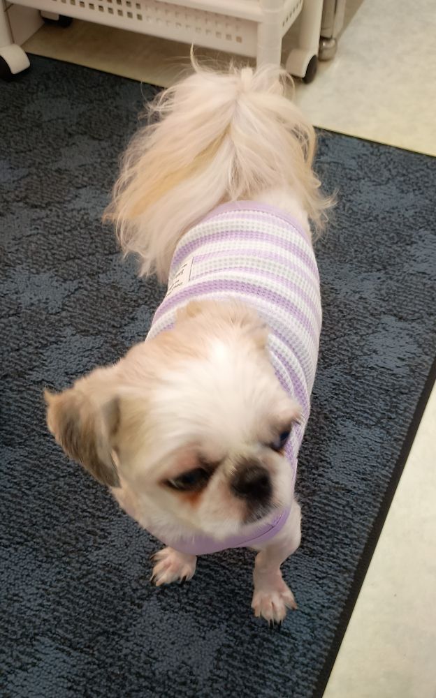 犬、シーズー