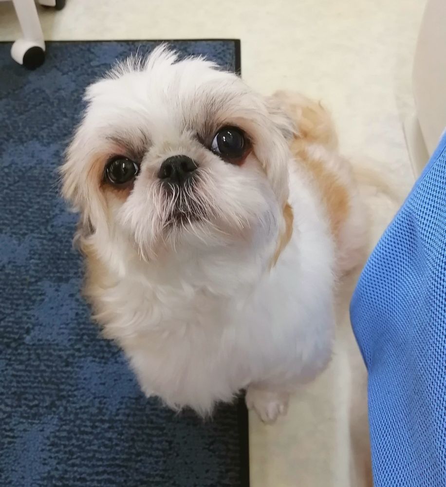 犬、シーズー