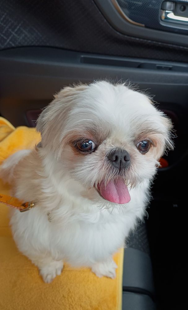 犬、シーズー