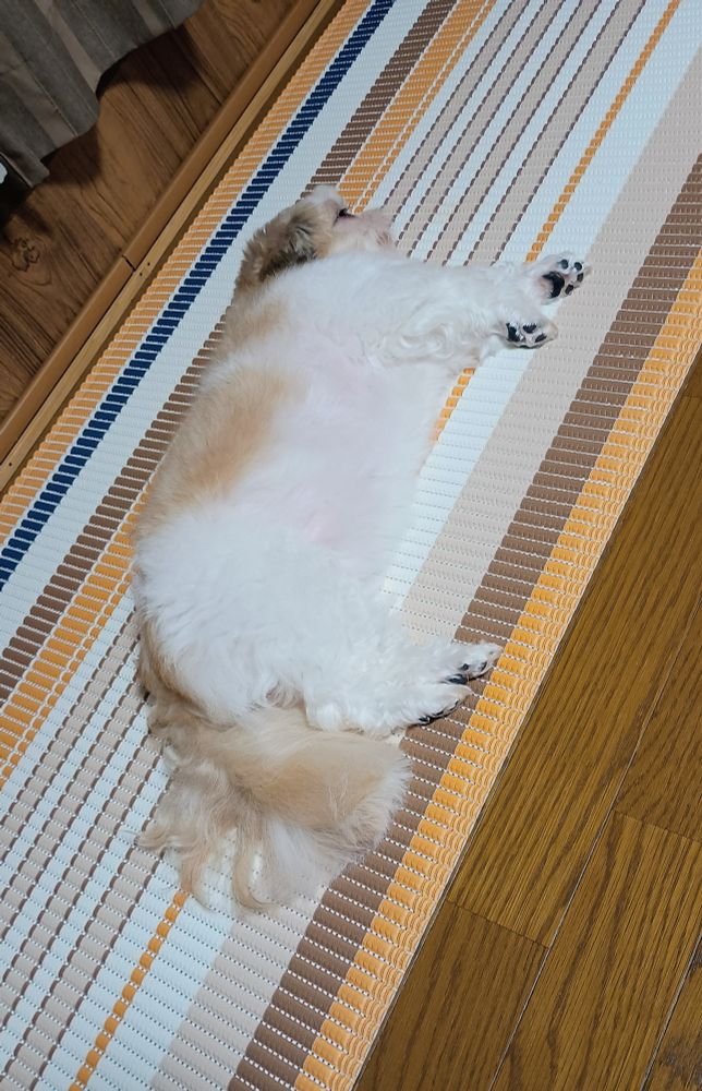 犬、シーズー