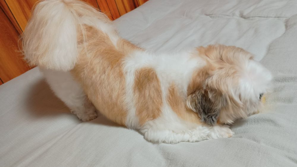 犬、シーズー