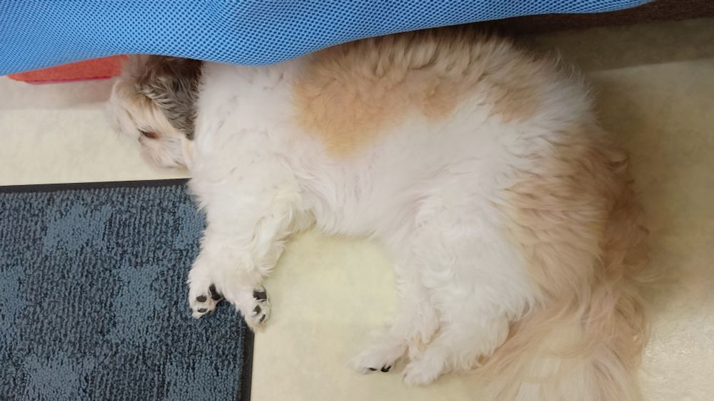 犬、シーズー