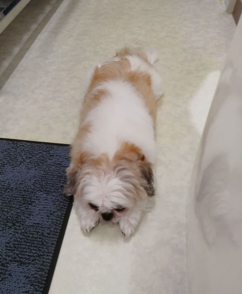 犬、シーズー