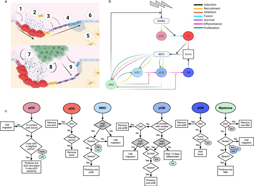 The bone ecosystem facilitates multiple myeloma relapse and the evolution of heterogeneous drug resistant disease - Nature Communications