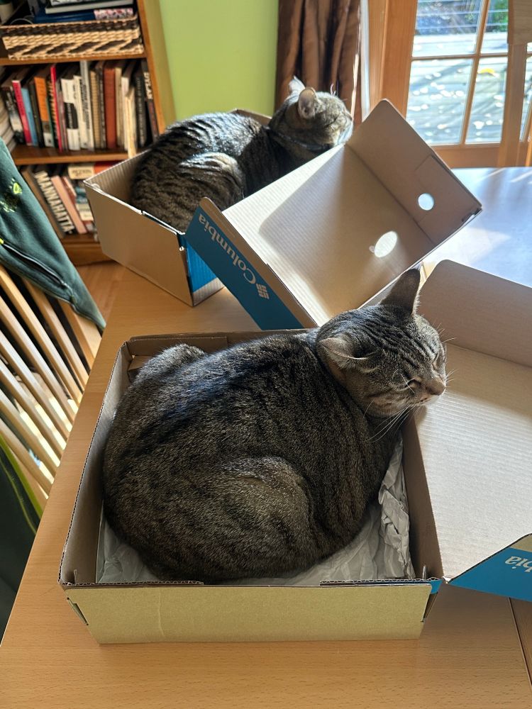 my two tabby cats Nina (foreground) and Ivan (background), each lying contentedly in their individual shoeboxes on the dining table, enjoying a morning where there is finally sunlight after days of rain