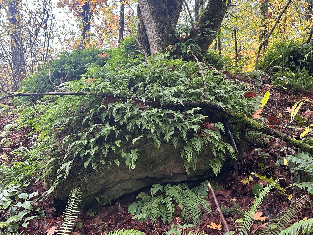 a small boulder covered in dozens of young ferns, in front of trees in Canemah Bluffs Nature Park, Oregon City, OR