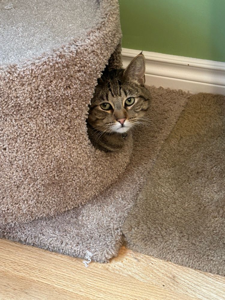 my tabby cat Ivan sticking just his head out of the bottom cubby compartment in the (beige carpeted) cat tree. he is looking up at me