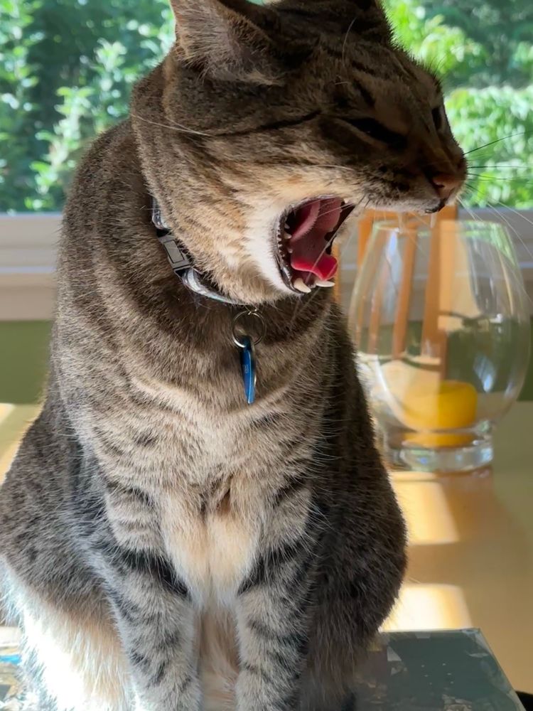my tabby cat Ivan caught in an enormous yawn. you can see his tongue and teeth, his eyes are squinty but still open to the horrors of the world