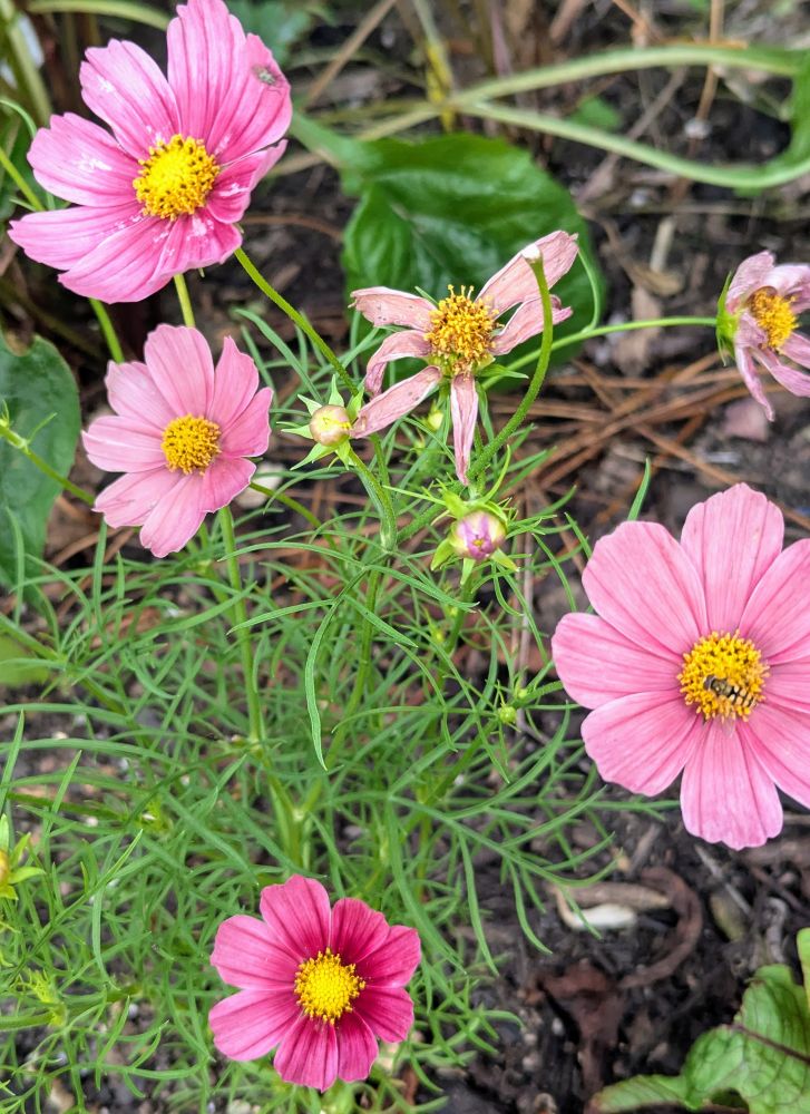 Cosmos bipinnatus 'Antiquity'