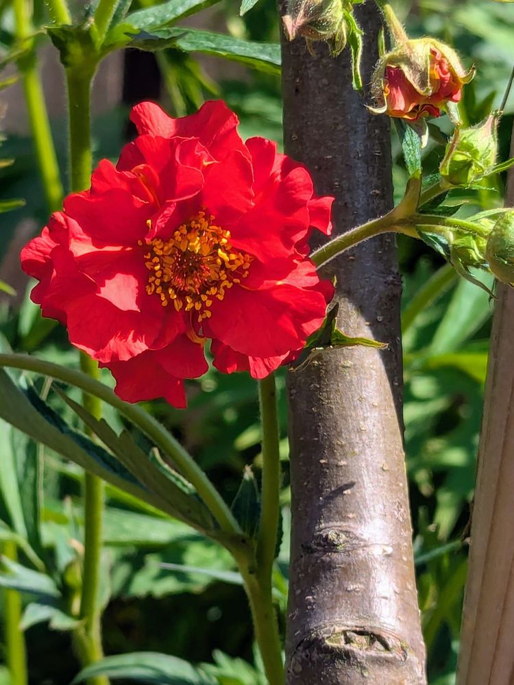 Geum 'Mrs J. Bradshaw'