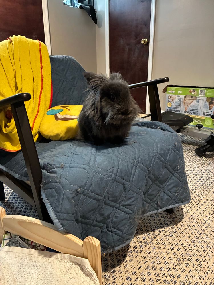 Tegan, a black lionhead rabbit, sitting in a chair 