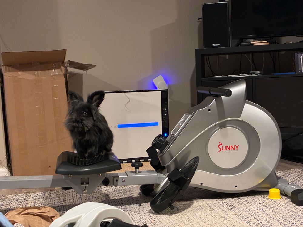 Tegan, a black lionhead rabbit, sitting alertly on a rowing machine 