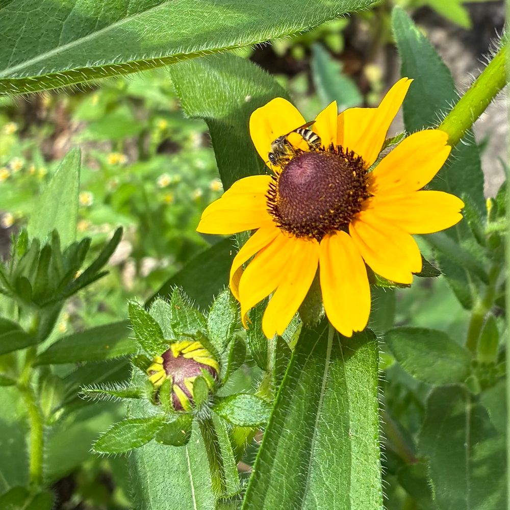 Smallish bee on a black-eyed Susan. Its leg is absolutely caked with pollen.