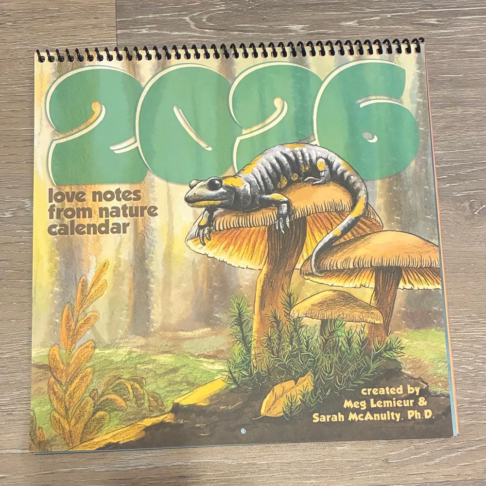 2026 calendar with a lovely salamander on a toad stool