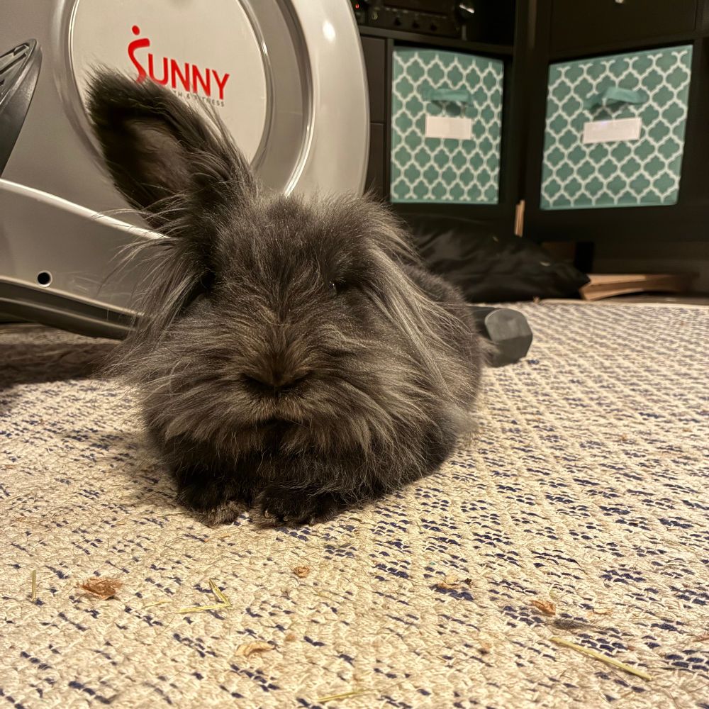 Tegan, a black lionhead rabbit, sitting in front of her Sunny rower. One ear is up and alert, the other is not visible.