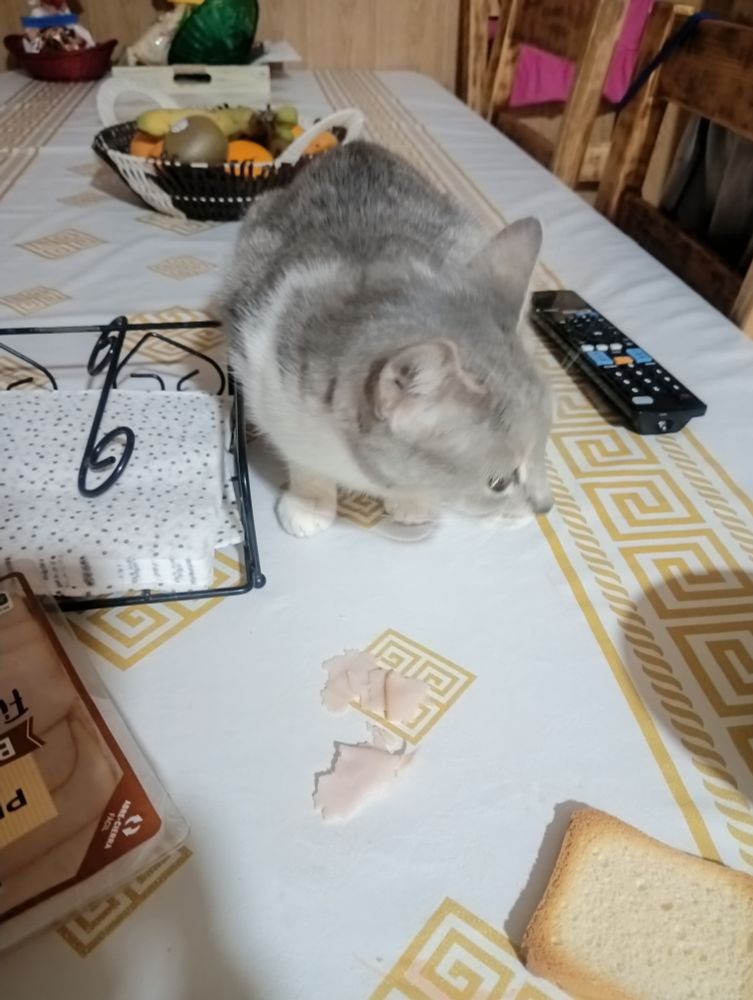 El hadita del pavo ✨